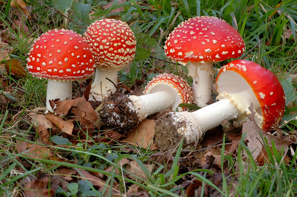 Fly Agaric